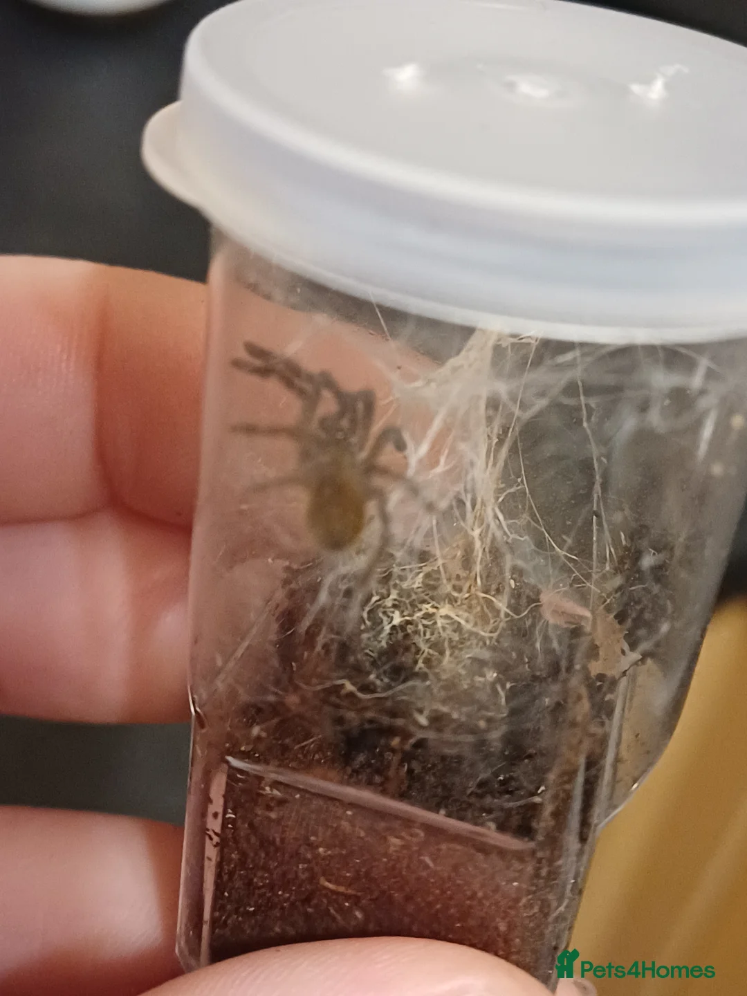 Tarantulas invertebrates for sale: OBT Spider Slings  - Advert 4