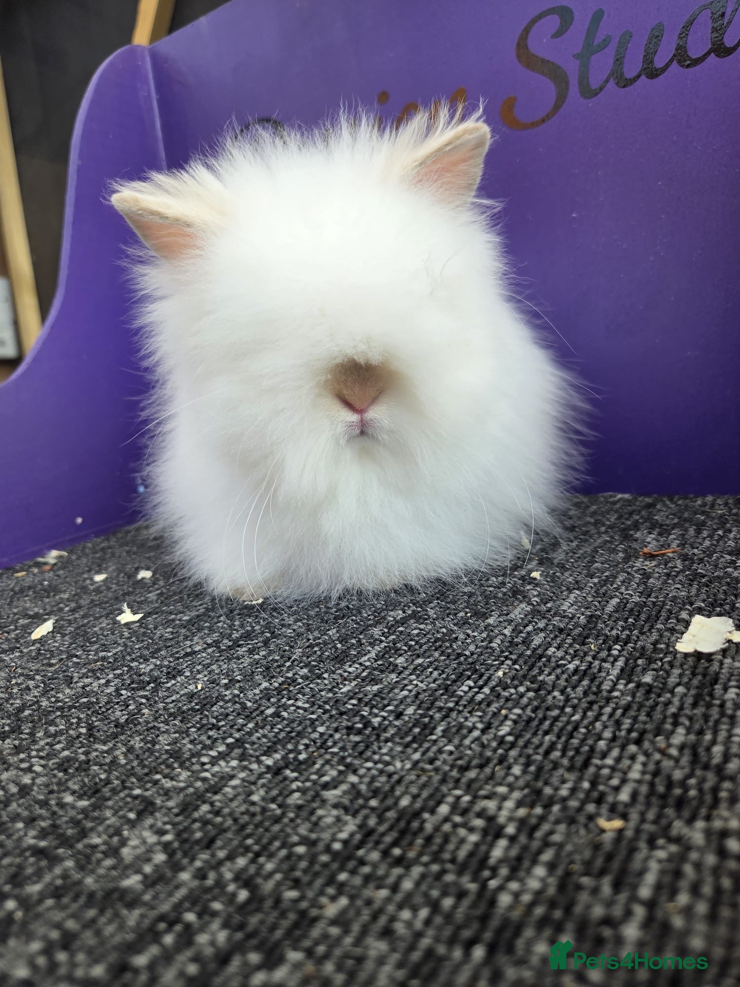 Lionhead rabbits Pure bred double maned lion head - Advert 2
