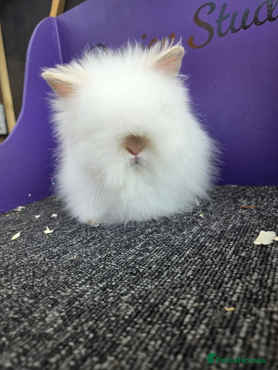 Lionhead rabbits for sale: Pure bred double maned lion head - Advert 2