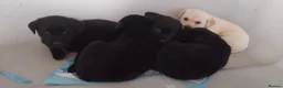 Labrador Retriever dogs for sale: KC Registered Stunning Labrador puppies  - Advert 10