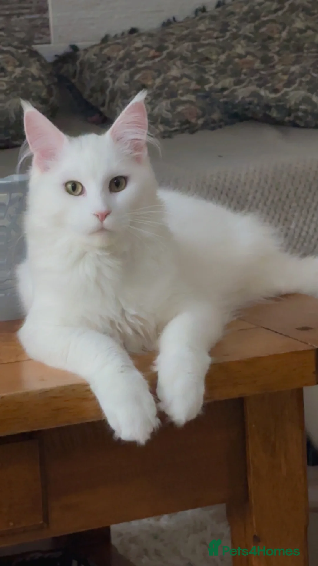 Maine Coon cats for sale: White maine coon boy in Blackburn - Advert 3