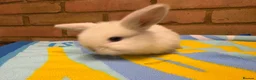 Mini Lop rabbits for sale: Beautiful Mini Lop Rabbits – Ready from 9th Nov - Advert 13