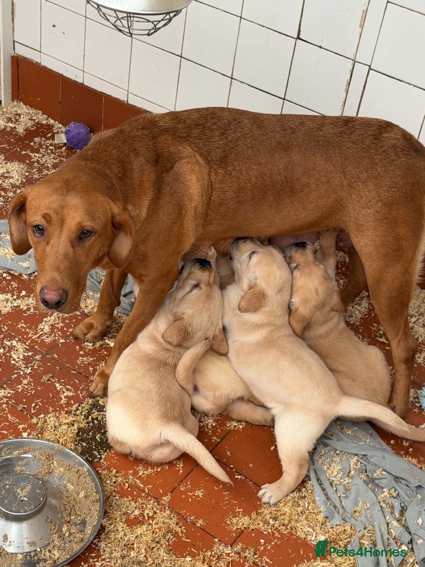 Goldador dogs for sale: F1 Goldador puppies - Advert 1