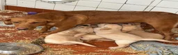 Goldador dogs for sale: F1 Goldador puppies - Advert 1