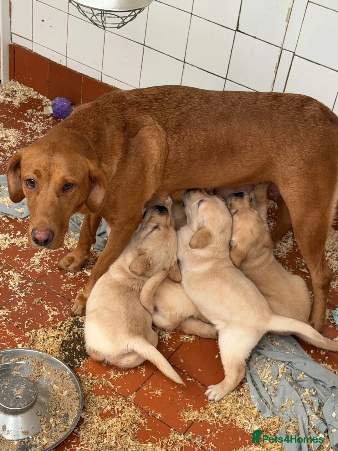 Goldador dogs for sale: F1 Goldador puppies - Advert 1