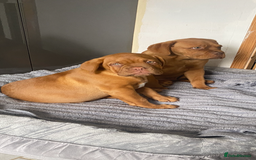 Dogue De Bordeaux dogs for sale: Male and female dogue de bordeaux puppies  - Advert 1