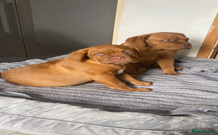 Dogue De Bordeaux dogs Male and female dogue de bordeaux puppies  - Advert 5