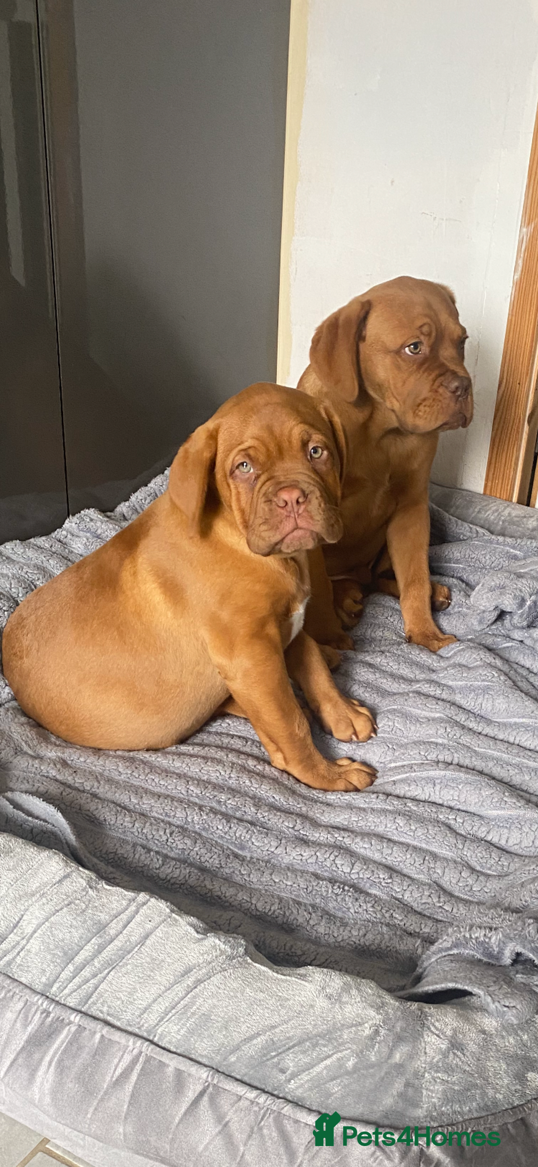 Dogue De Bordeaux dogs for sale: Male and female dogue de bordeaux puppies  - Advert 1