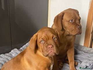 Dogue De Bordeaux dogs Male and female dogue de bordeaux puppies - Advert 1