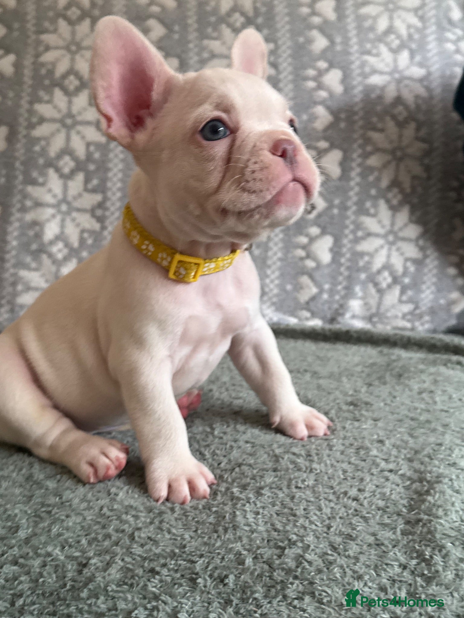French Bulldog dogs KC reg French bulldogs Ready 7th August ❤️❤️❤️ - Advert 1