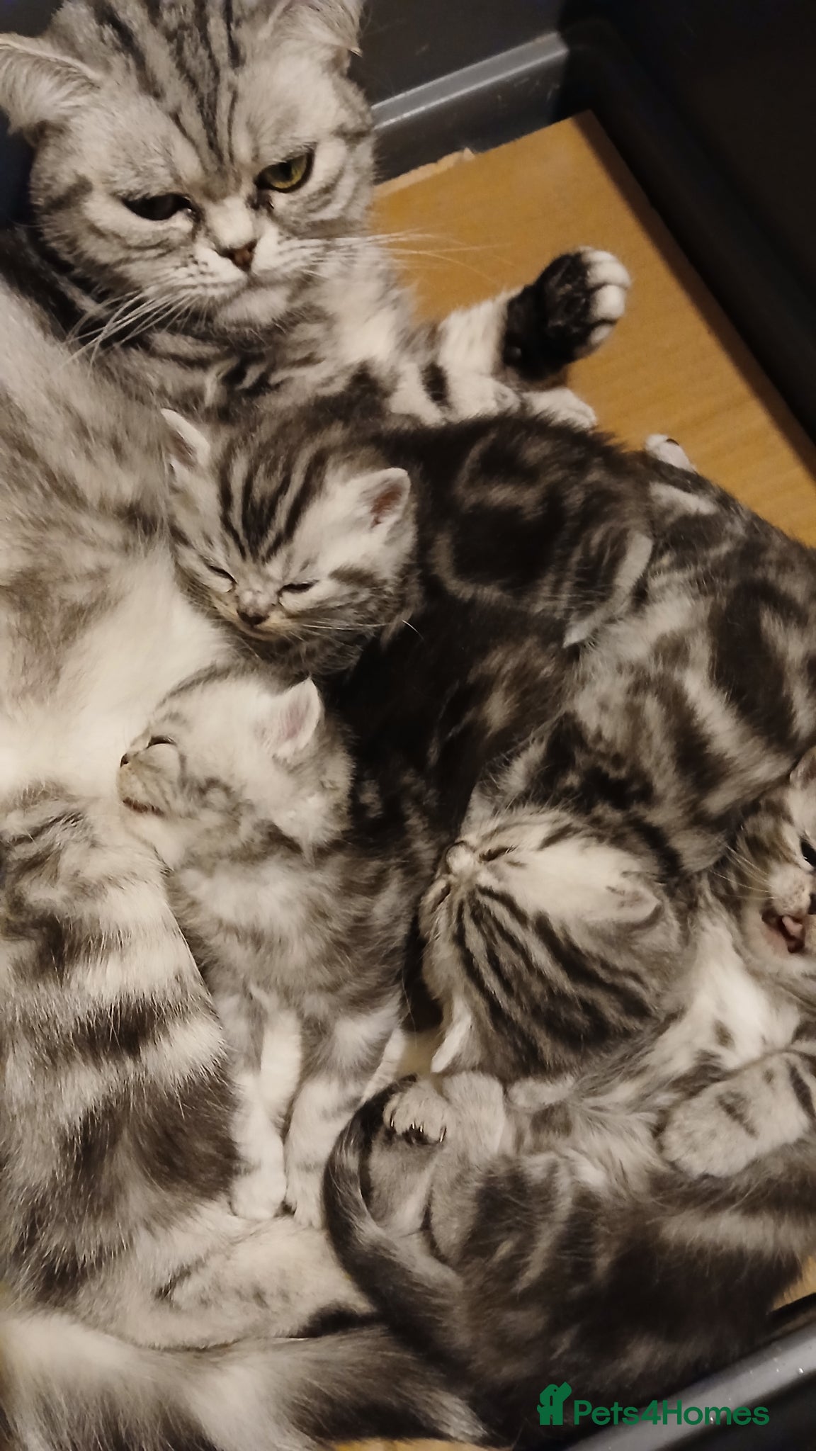 British Shorthair cats Bsh. Tabby kittens. - Advert 1