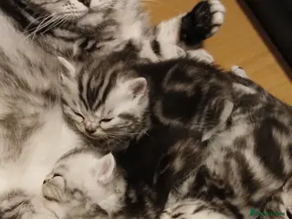 British Shorthair cats Bsh. Tabby kittens. - Advert 1