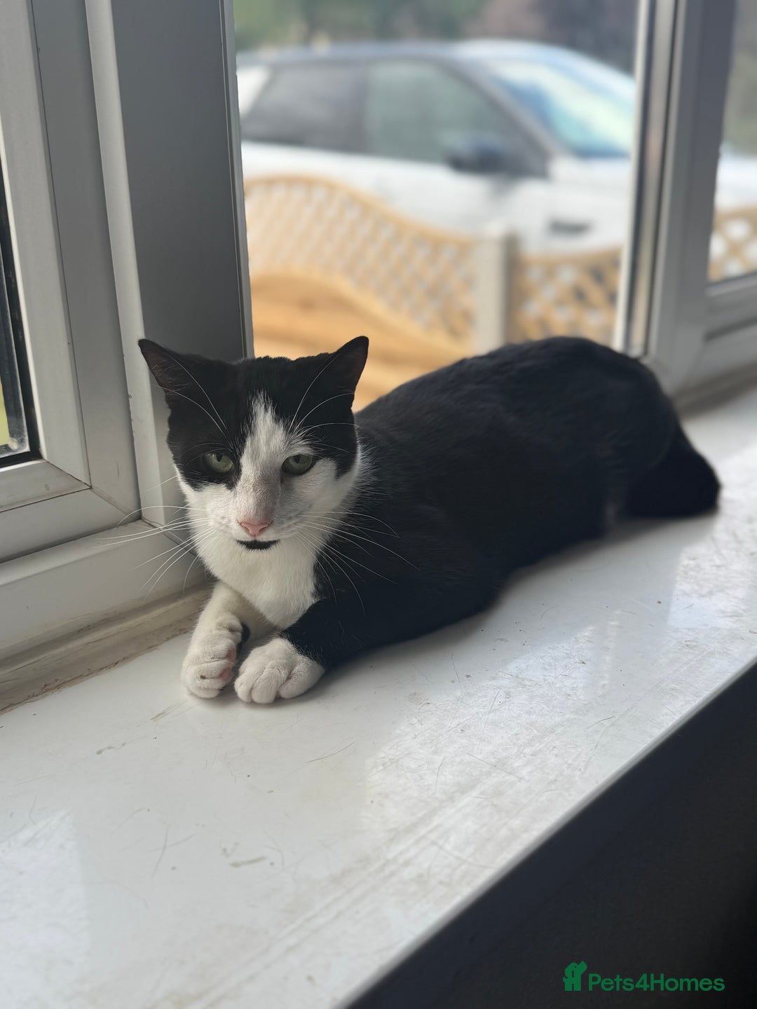 Mixed Breed cats for sale: Male and Female Cat - Image 3