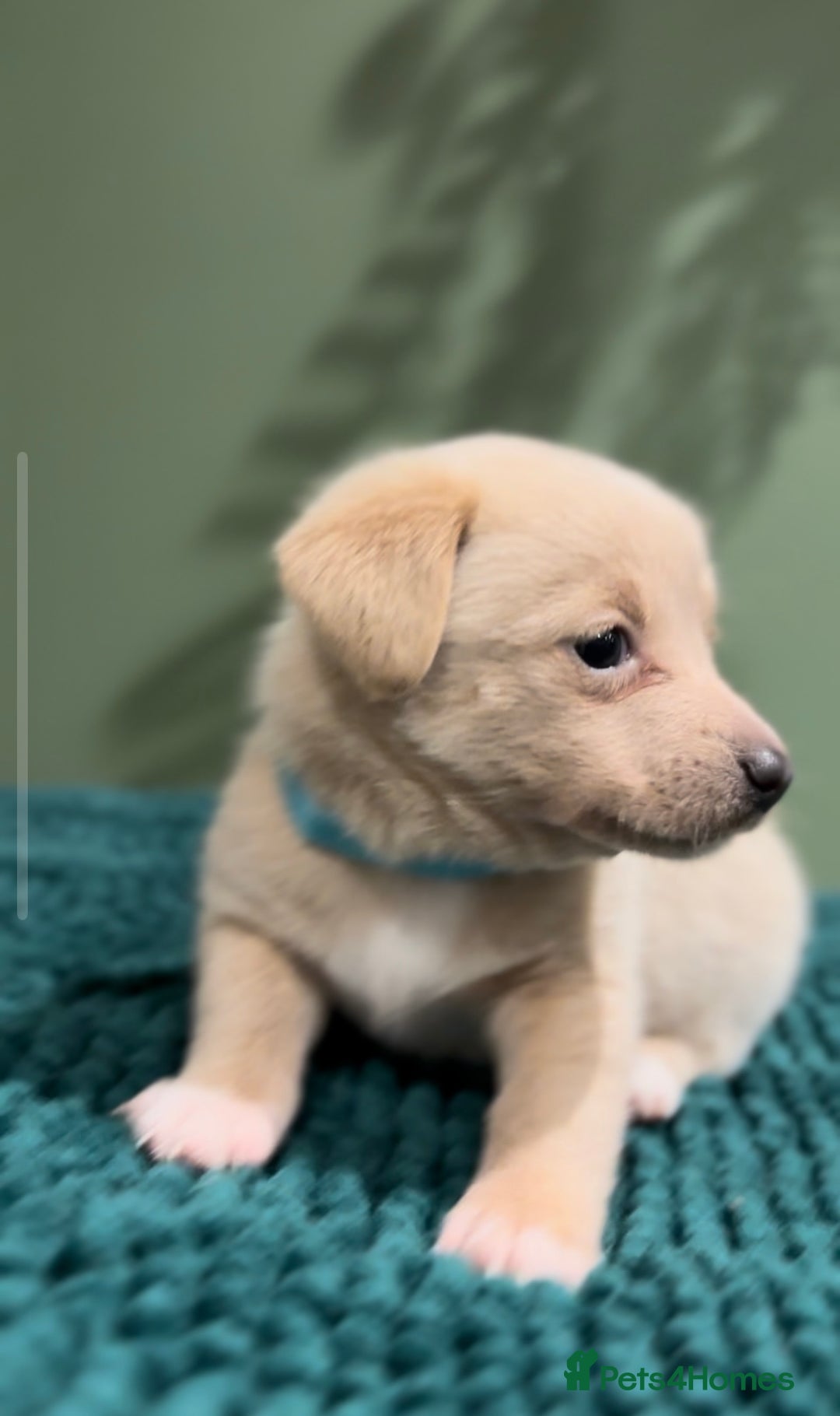 Mixed Breed dogs for sale: 🌟 Beautiful Cream Pomweenie Puppies Available 🌟 - Advert 15