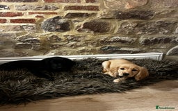 Cocker Spaniel dogs for sale: Gorgeous KC Working Cocker Spaniel Puppy Available - Image 35