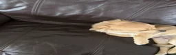 Chihuahua dogs for sale: 4 month old chihuahua in Leeds - Advert 6