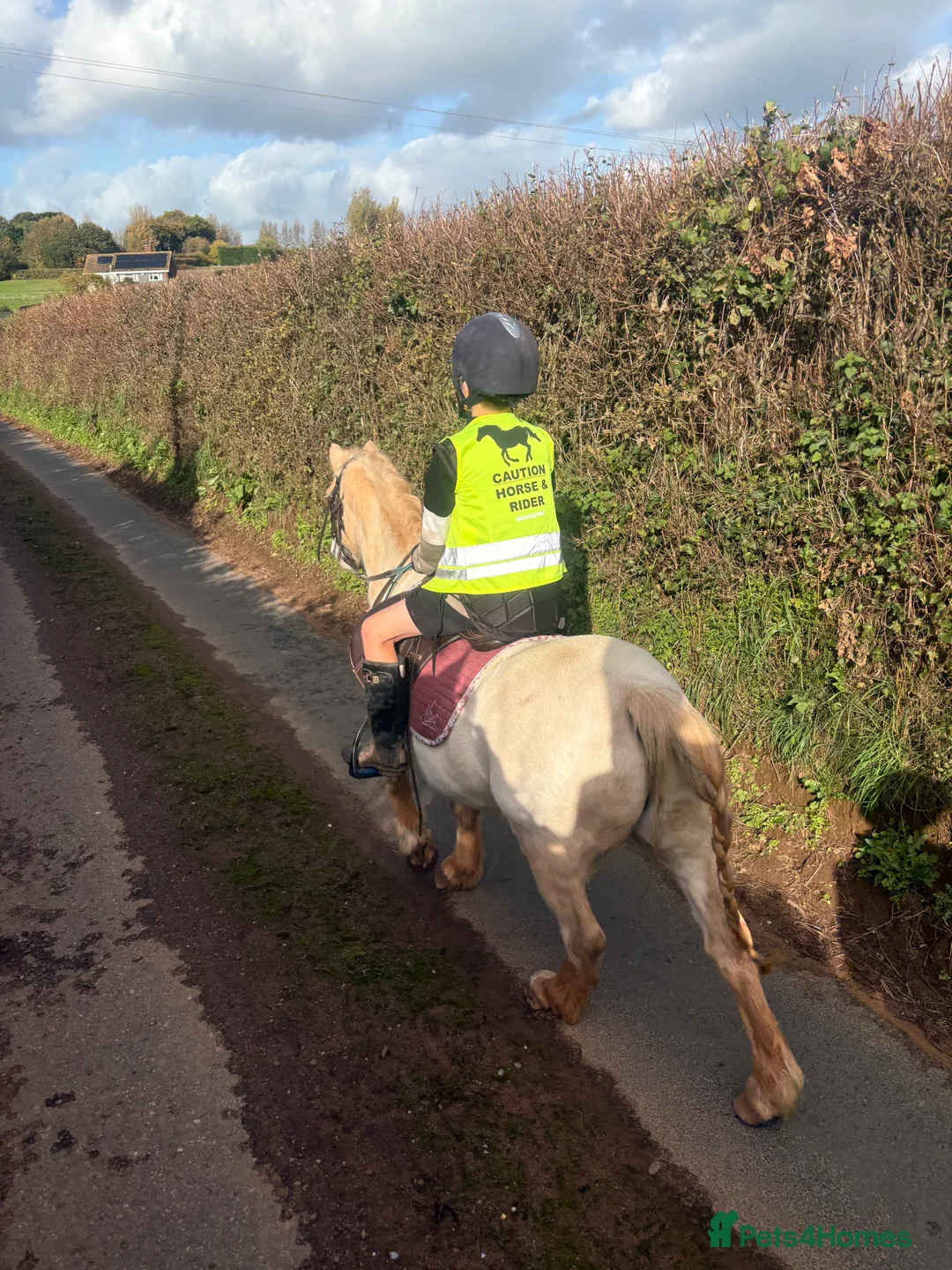Welsh Section A horses for sale: Welsh section A grey pony  - Advert 1