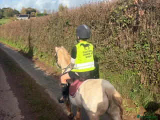 Welsh Section A horses Welsh section A grey pony - Advert 8