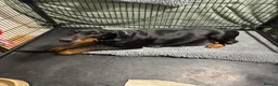 Dobermann dogs for sale: Superb Quality Doberman Puppies - Advert 6