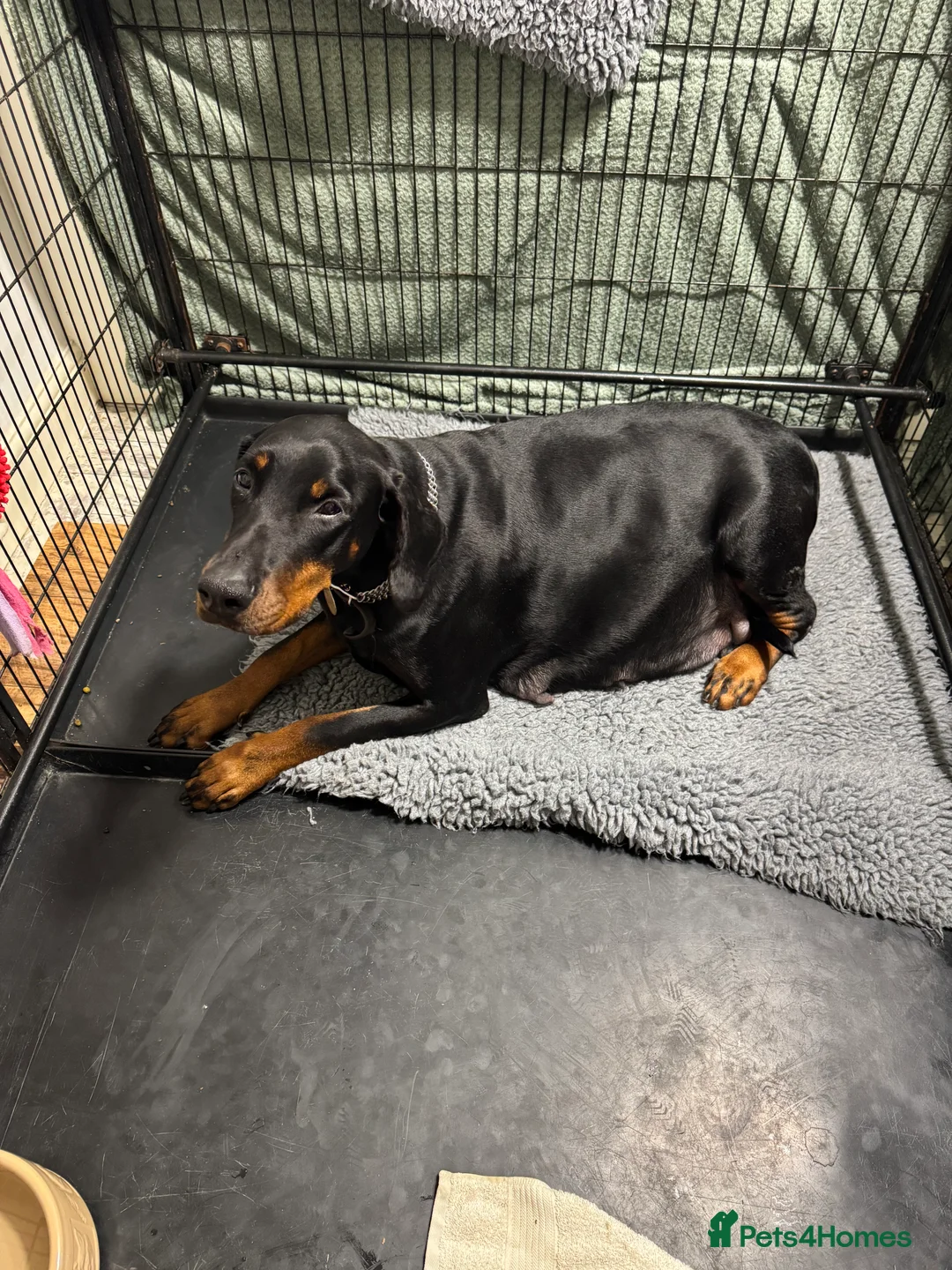 Dobermann dogs for sale: Superb Quality Doberman Puppies - Advert 6
