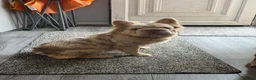 French Bulldog dogs for sale: Male and female fluffy French bulldogs  - Advert 6