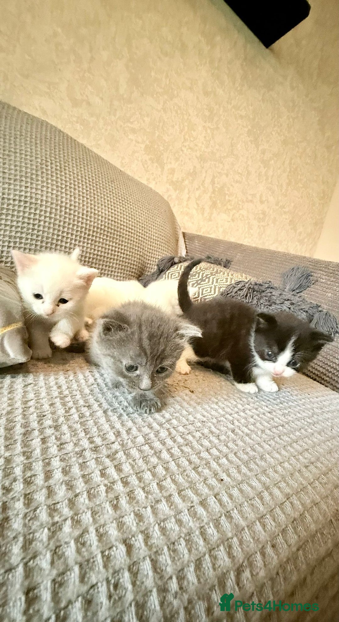 Mixed Breed cats for sale: 4 Lovely Kittens Almost Ready For Adoption - Advert 2