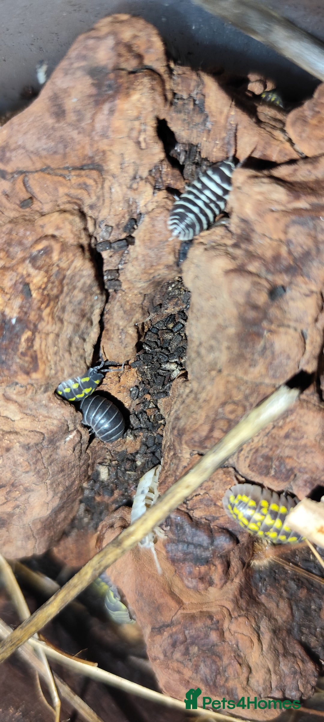Mixed Breed invertebrates for sale: Mixed isopods, millipedes, roaches - Advert 2