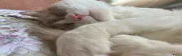 Ragdoll cats for sale: 3 Years old female and male ragdolls to be rehomed - Advert 7