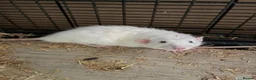 Rat rodents for sale: Beautiful tame male rats and possible females  - Advert 6