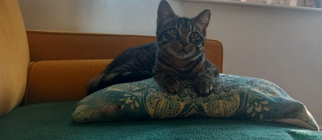 Mixed Breed cats for sale: Maine coon x Brothers 3 months old - Advert 2