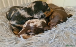 Dachshund dogs for sale: Beautiful Standard Dachshunds  - Image 2