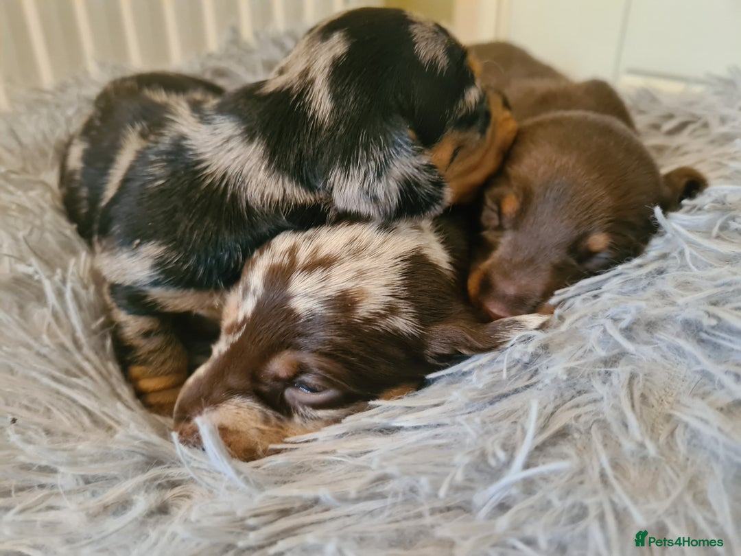 Dachshund dogs for sale: Beautiful Standard Dachshunds  - Image 2