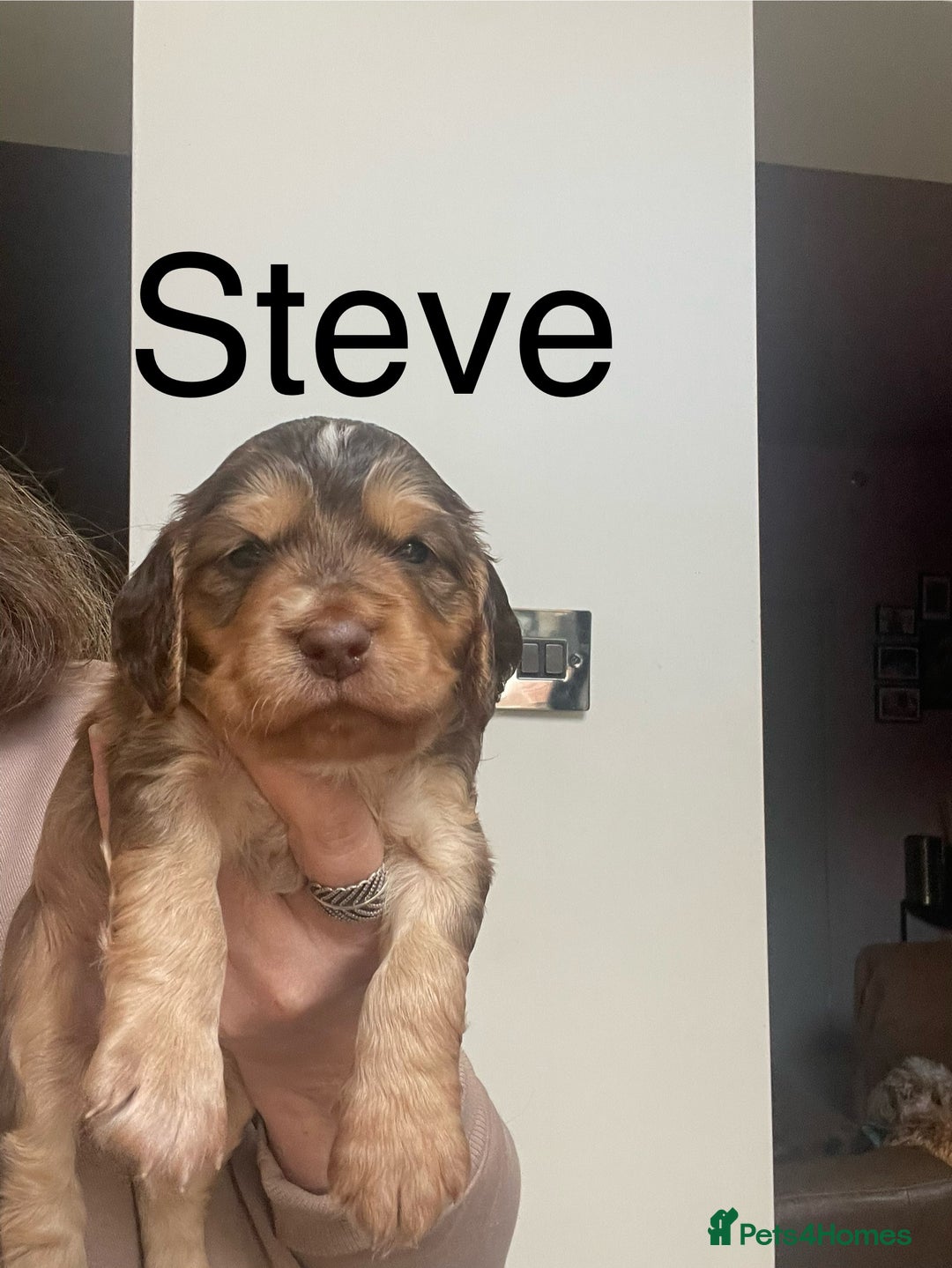 Cocker Spaniel dogs for sale: Beautiful health tested Cocker spaniel pups  - Advert 31