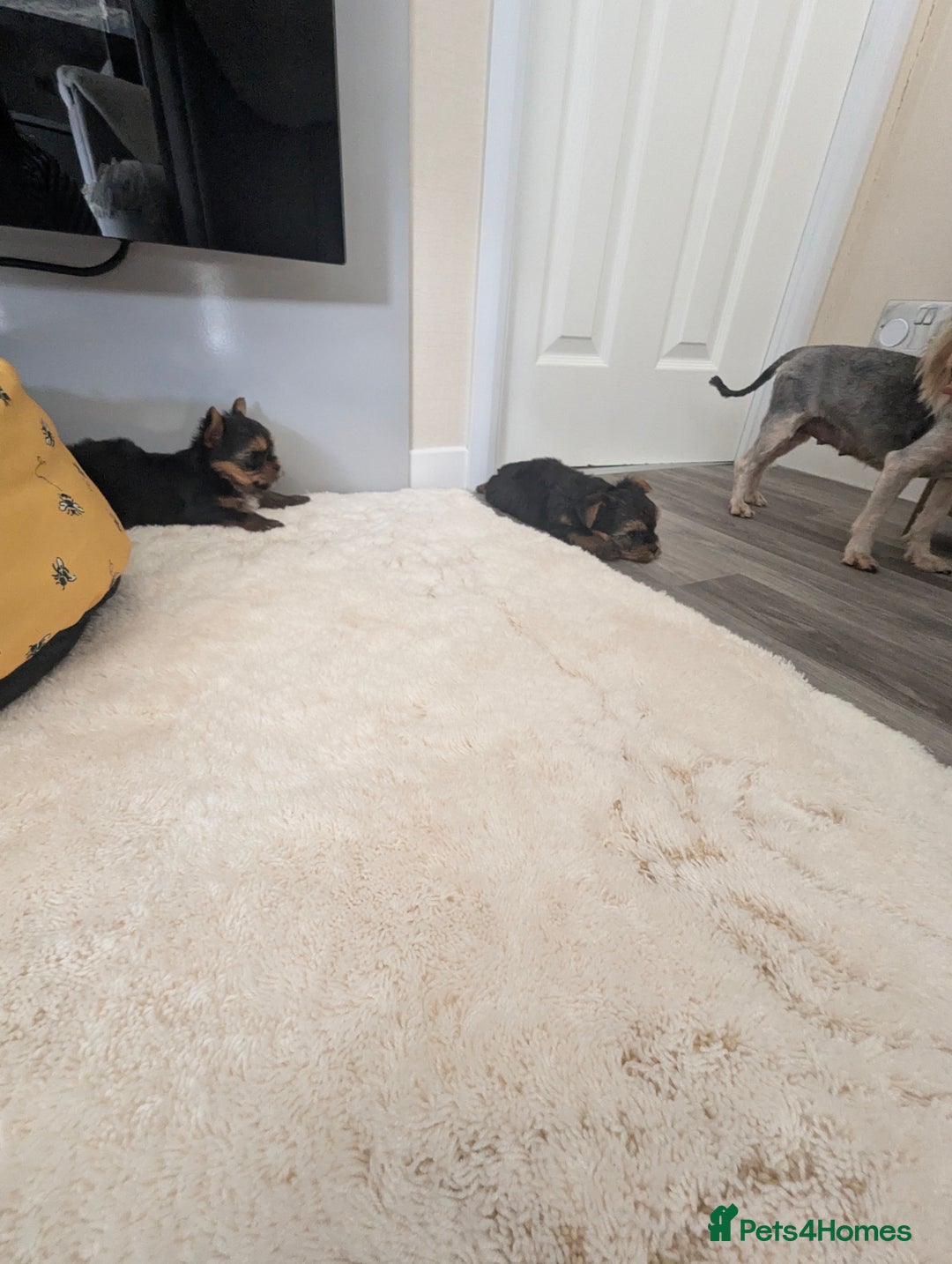 Yorkshire Terrier dogs for sale: Wonderful Yorkshire terrier puppies  - Image 35