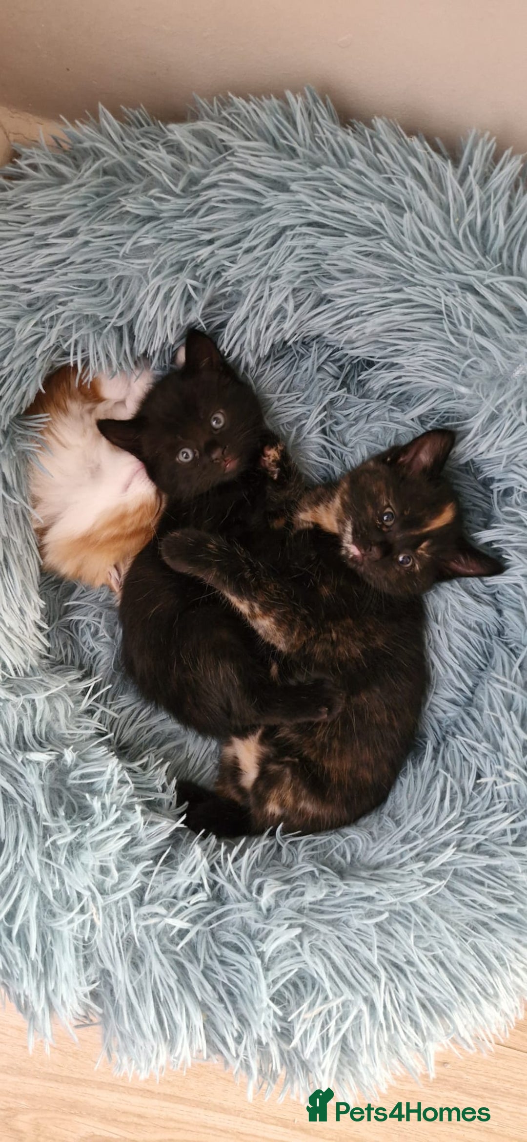 Mixed Breed cats for sale: Adorable kittens  - Image 14