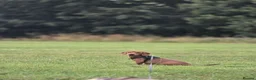 Jackshund dogs for sale: Jack Russell crossed with a Dachshund in Saint Helens - Advert 4