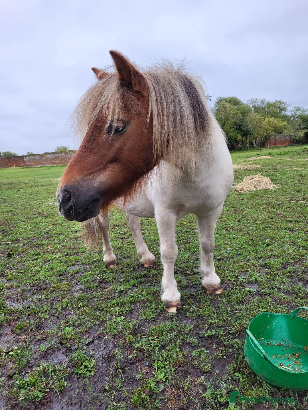 Shetland pony horses for sale: Rex for sale - Advert 1