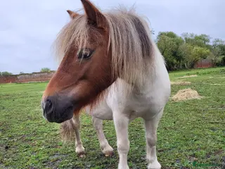 Shetland pony horses Rex for sale - Advert 17