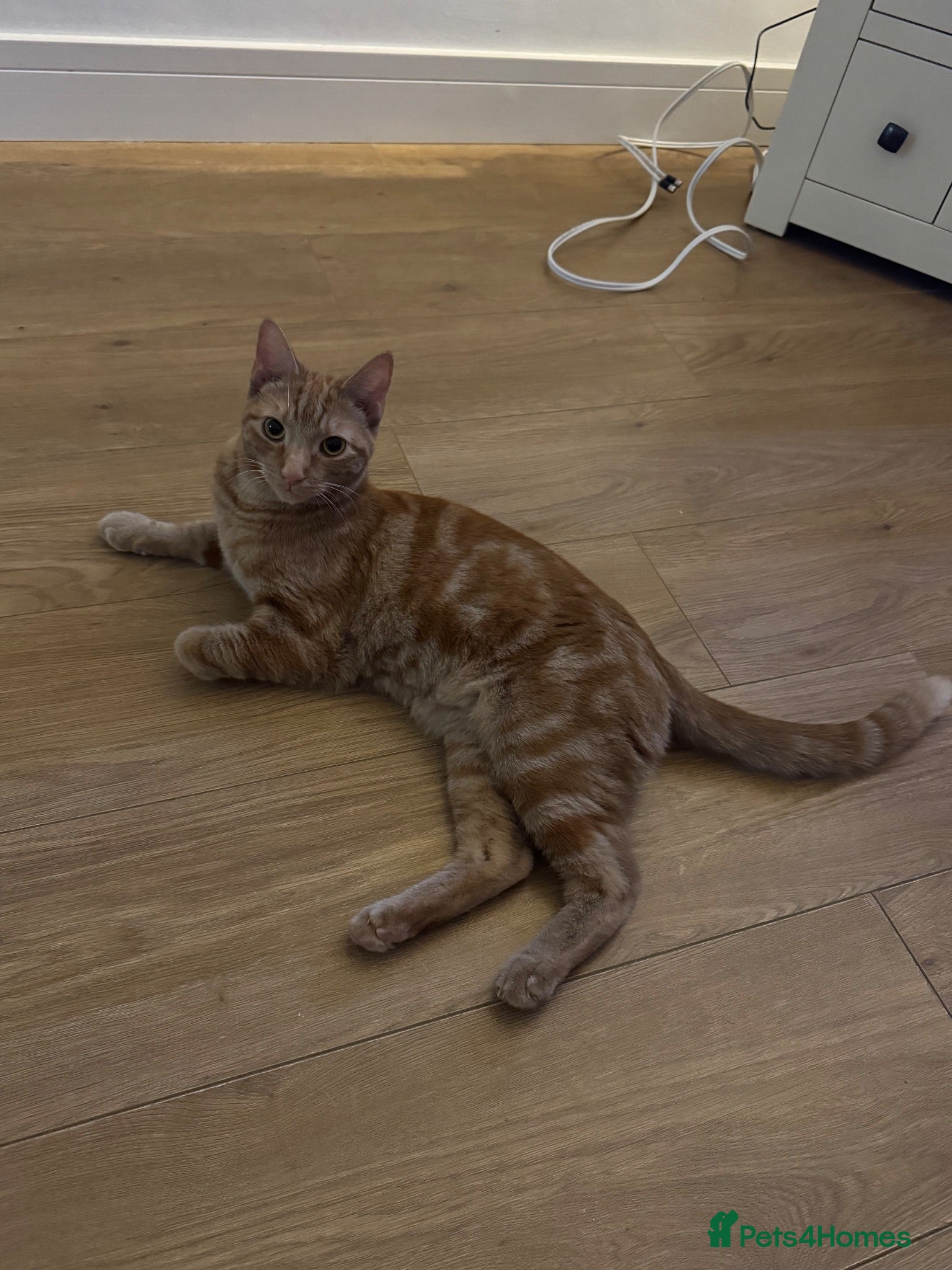 Mixed Breed cats Gojo - Ginger Male - Advert 14
