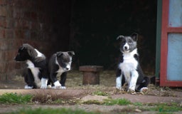 Border Collie dogs for sale: Border Collie Puppies for Sale - Image 4