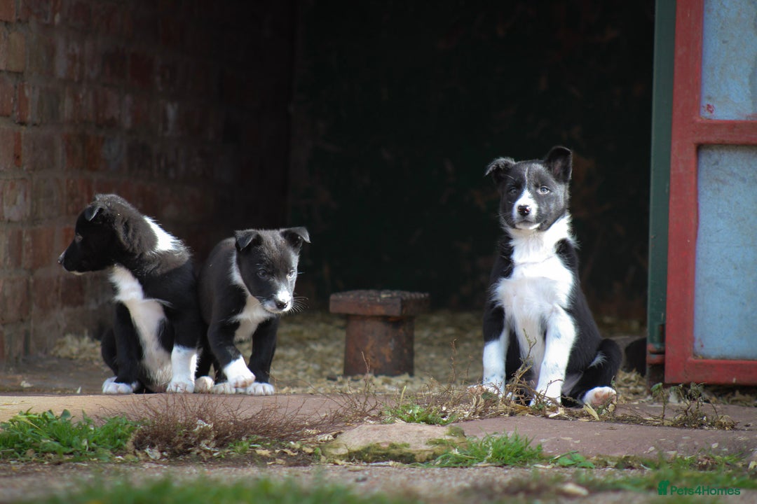 Border Collie dogs for sale: Border Collie Puppies for Sale - Image 4