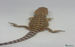 Bearded Dragon reptiles for sale: Baby beardies - Image 11