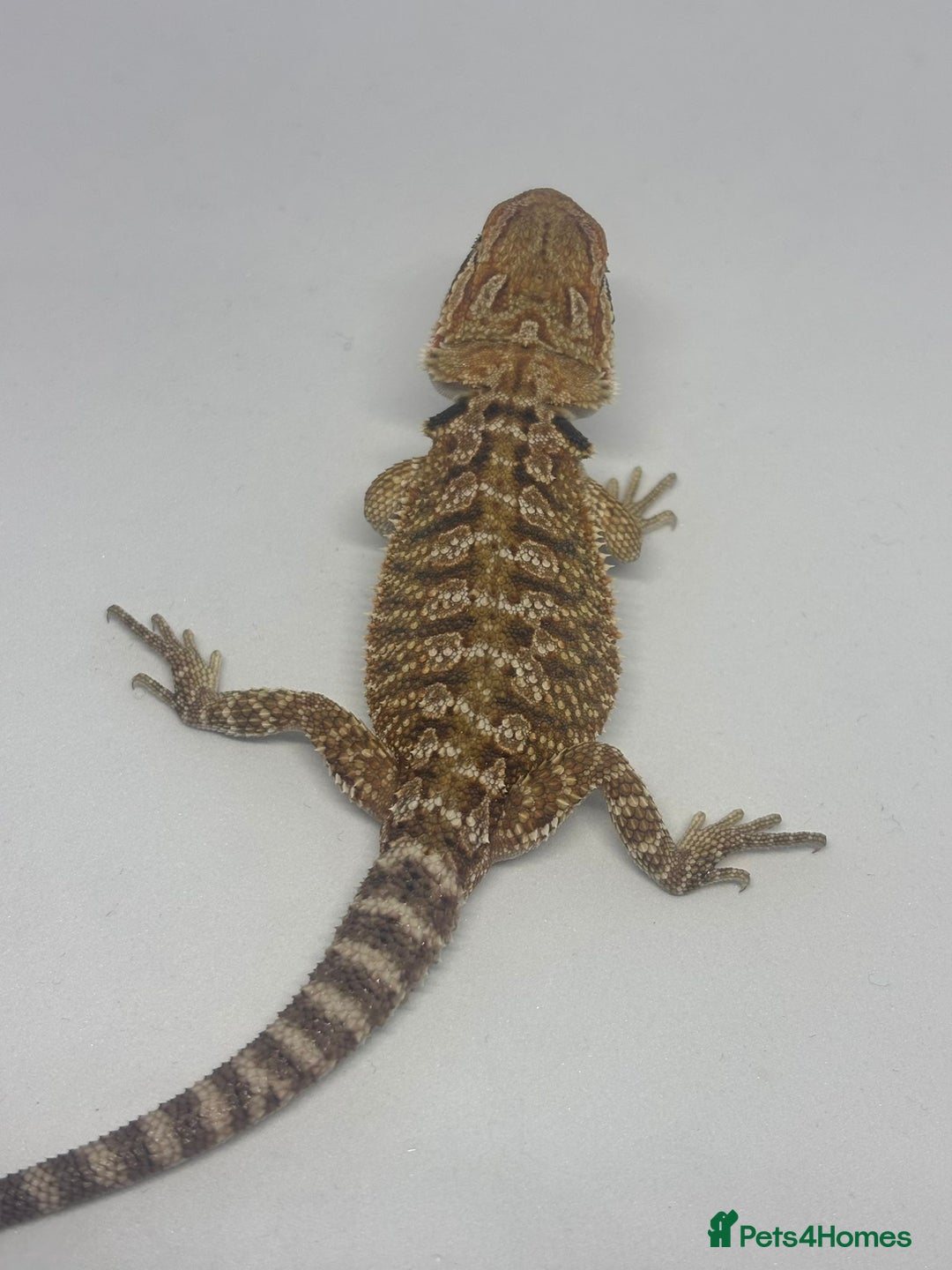 Bearded Dragon reptiles for sale: Baby beardies - Image 11