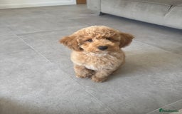 Poochon dogs for sale: POOCHON FOR SALE - Image 1