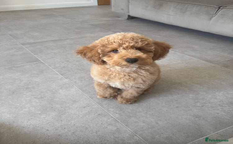 Poochon dogs - Advert 1