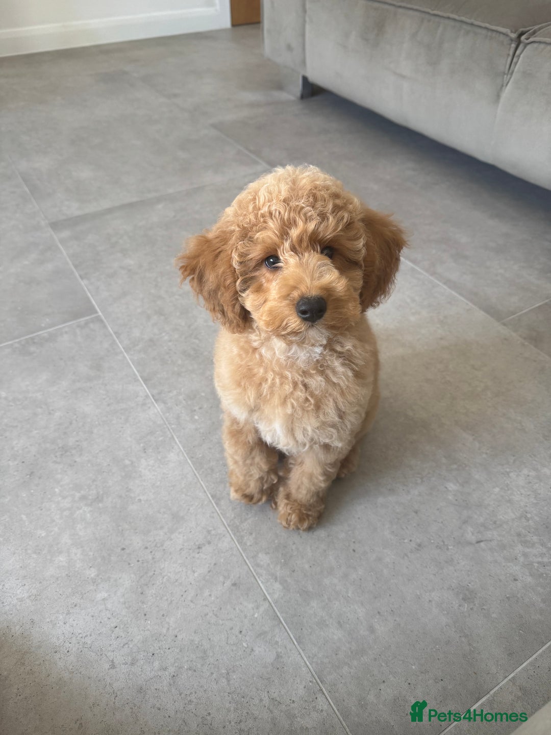 Poochon dogs for sale: POOCHON FOR SALE - Image 1