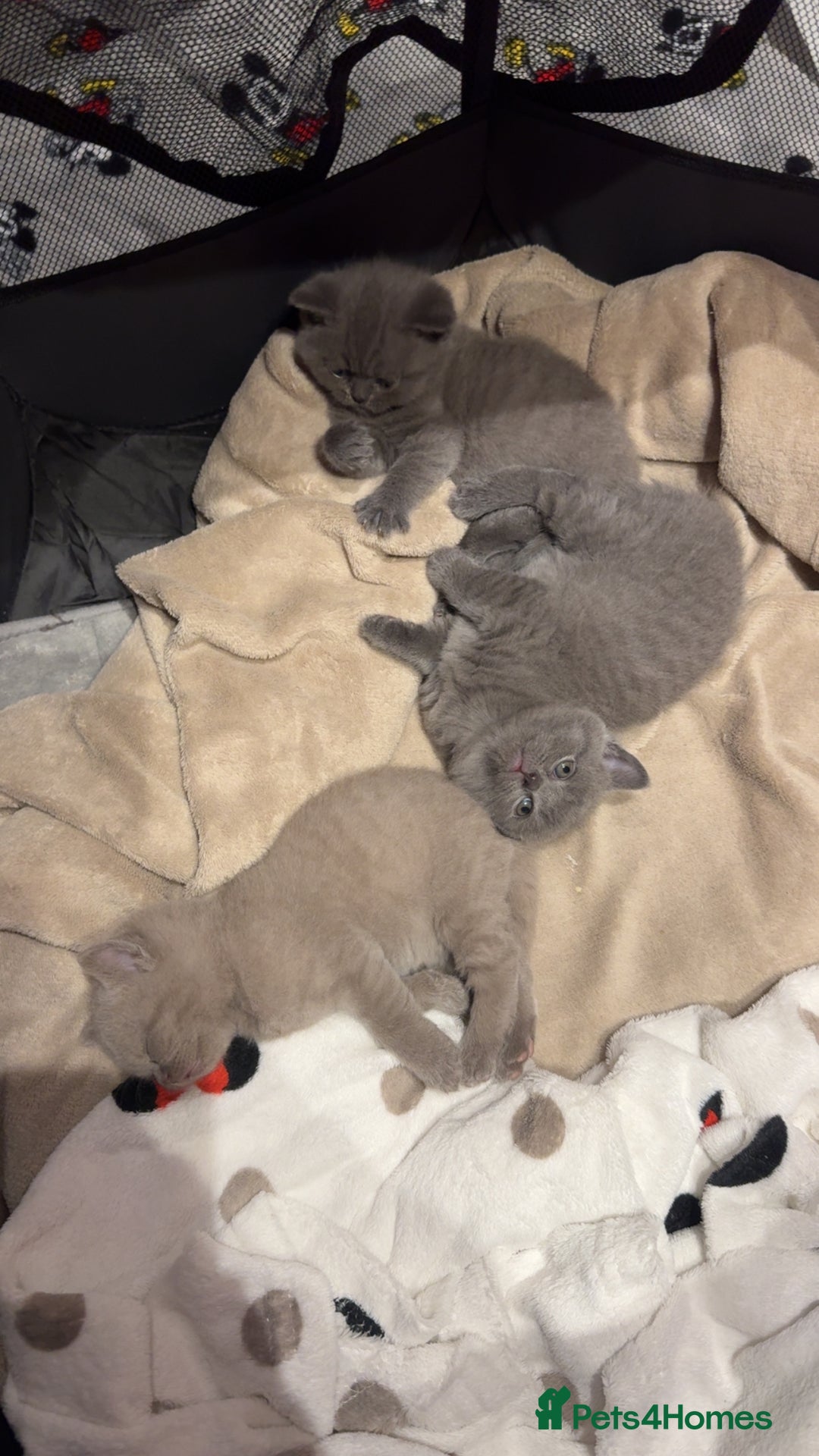 British Shorthair cats for sale: Beautiful Fluffy British Shorthair Kittens  - Image 2