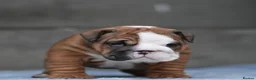 English Bulldog dogs for sale: 2 females from INW GRCH Bonnie.  - Advert 18