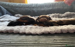 Dachshund dogs for sale: Dachshund puppy’s  - Image 4