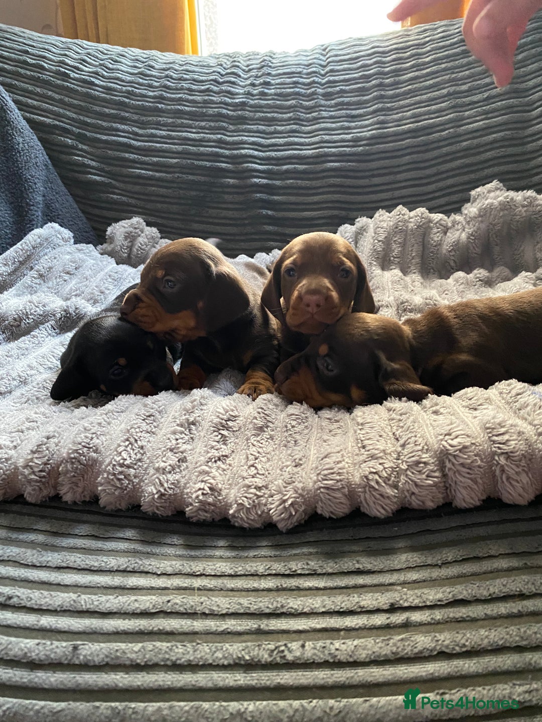 Dachshund dogs for sale: Dachshund puppy’s  - Image 4